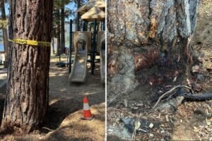 Billionaire’s playground offers 7K to unmask mystery poisoning suspect