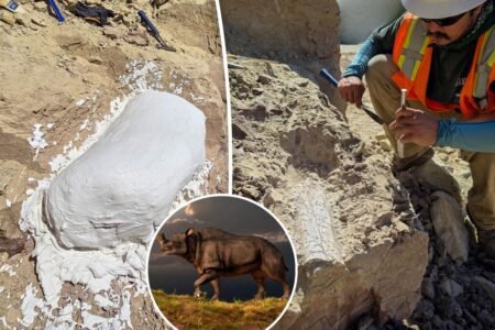 ‘Thunder beast’ that lived 45 million years ago unearthed in California beach town: scientists