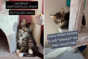 NYC kitten rescue defends ‘NO F–KING MAGA’ adoption policy as PETA calls for it to be abolished NYC kitten rescue defends ‘NO F–KING MAGA’ adoption policy as PETA calls for it to be abolished