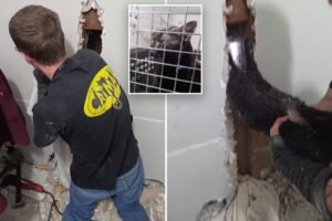 Long Island ‘catman’ to the rescue, as man pulls pet to safety after 5 days trapped upside down Long Island ‘catman’ to the rescue, as man pulls pet to safety after 5 days trapped upside down
