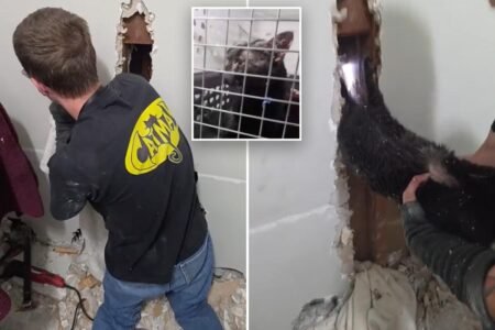 Long Island ‘catman’ to the rescue, as man pulls pet to safety after 5 days trapped upside down Long Island ‘catman’ to the rescue, as man pulls pet to safety after 5 days trapped upside down