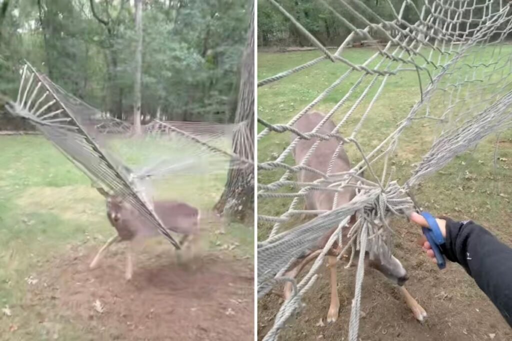 Exclusive | Wild moment Long Island deer has to be rescued after getting antlers caught in hammock