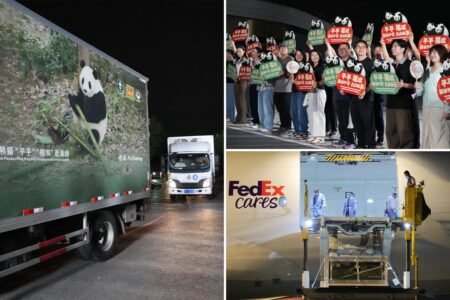 2 giant pandas set off to Atlanta zoo from China after Xi-Trump summit