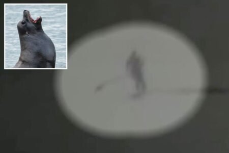 Moment aggressive sea lion knocks paddle boarder into the ocean and tears at her hair at California beach