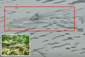 Shark seen swimming through flooded NJ streets as violent nor’easter batters coast