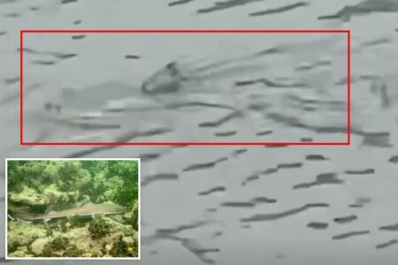 Shark seen swimming through flooded NJ streets as violent nor’easter batters coast Shark seen swimming through flooded NJ streets as violent nor’easter batters coast
