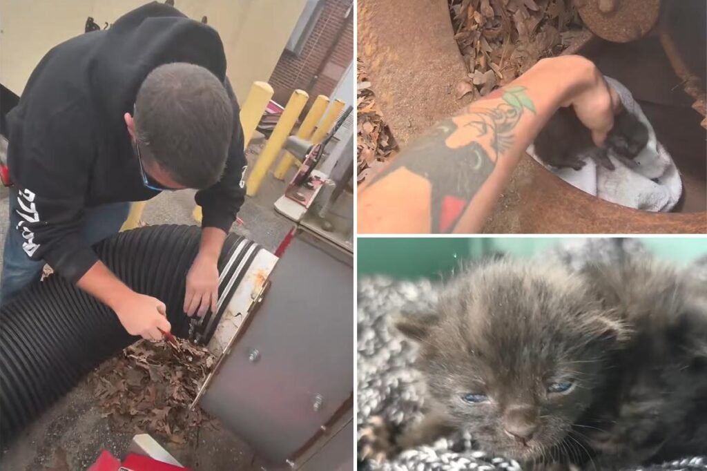 Workers free kittens from shredder that could have ‘obliterated’ them in purr-fect rescue mission: video Workers free kittens from shredder that could have ‘obliterated’ them in purr-fect rescue mission: video