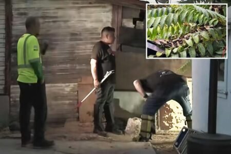 Bizarre hoax uncovered after SoCal cops went hunting for deadly viper