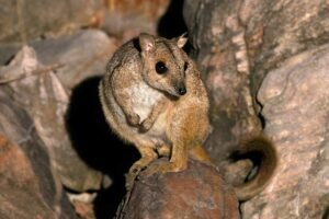 Australia’s tiniest wallabies spotted in the north-west in a tale of survival against the odds