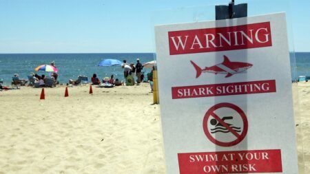 Swimmer rushed to hospital after suspected shark attack at Martha’s Vineyard Swimmer rushed to hospital after suspected shark attack at Martha’s Vineyard
