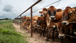 US farmer pushes for one major change as imported beef debate heats up