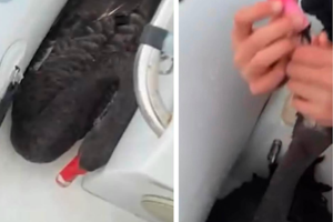 Teen who made black swan vape for Snapchat ‘streaks’ avoids jail after online backlash