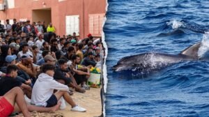 Migrants spark outrage after video shows baby dolphin beaten during beach celebration Migrants spark outrage after video shows baby dolphin beaten during beach celebration