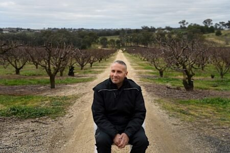 How a thriving Lebanese community built a new life in Australia’s cherry capital How a thriving Lebanese community built a new life in Australia’s cherry capital