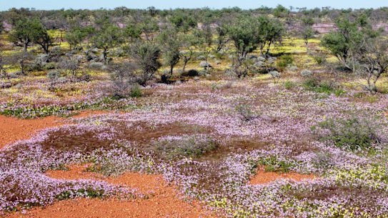 Wildflowers story by Vicki Laurie. Aerial of wildflowers in bloom at Hamelin Reserve -Credit Joseph Kotlar-Bush Heritage Australia