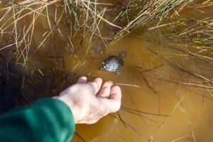 It’s not enough for WA to act only once a species is in trouble