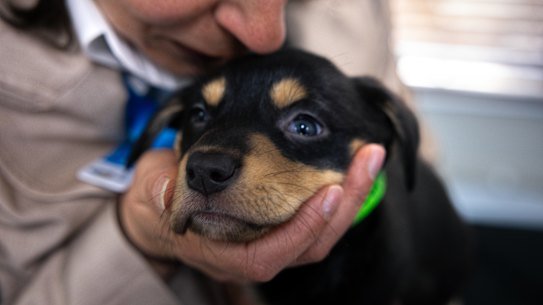 The Lost Dogs’ Home chief executive Tanya Drakopoulos with a new kelpie puppy at the shelter. 