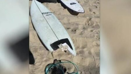 Authorities take Geraldton shark attack survivor’s board, wetsuit for DNA testing Authorities take Geraldton shark attack survivor’s board, wetsuit for DNA testing