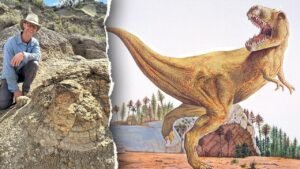 T rex footprints unearthed in first-ever discovery 66 million years after creature walked the Earth