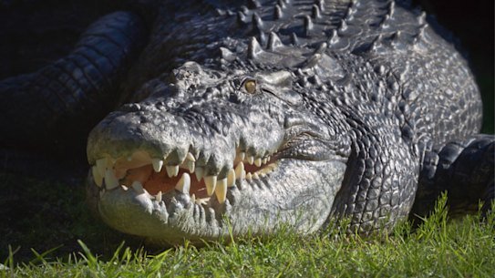 Perth Zoo’s resident estuarine (saltwater) crocodile.
