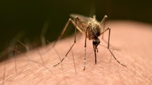 Third person dies after mosquito is reportedly trapped on plane to Germany in ‘airport malaria’ phenomenon