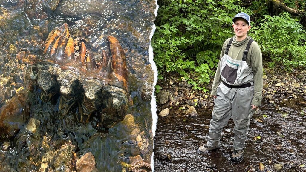 Strange rock catches scientist’s eye during creek search, leading to rare discovery