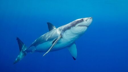 ‘Devoted’ father and grandfather-to-be swimming at popular beach killed in suspected shark attack ‘Devoted’ father and grandfather-to-be swimming at popular beach killed in suspected shark attack