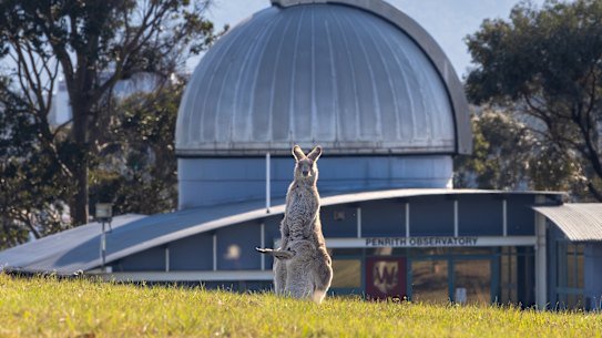 A kangaroo and her joey in front of the Penrith observatory at Western Sydney University’s Werrington North campus.