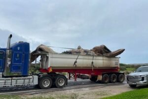 Whale carcass to be removed from City Beach today