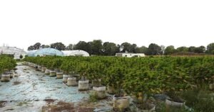 8 charged after .8M in illicit cannabis seized on Tyendinaga Mohawk Territory