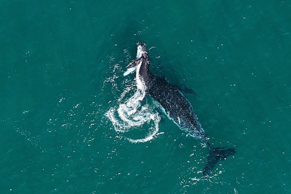A mother and her calf – not involved in the new study – playing off Byron Bay. Humpbacks have strong maternal bonds and have now been observed displaying possible “grief behaviours” towards a dead calf.