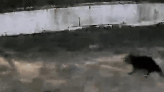 Home security footage of Mary, a Tasmanian Devil recaptured on the Gold Coast.