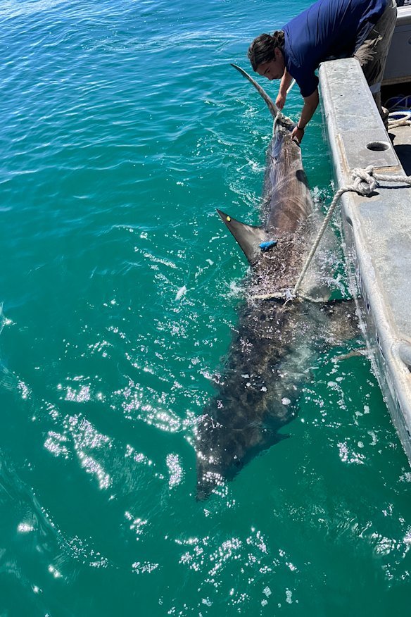 A 3.7 metre great white shark wa tagged and released off Floreat Groyne on Tuesday hours after drum lines were dropped in the water.