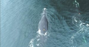 North Atlantic right whales feed closer to surface increasing collision risk: study