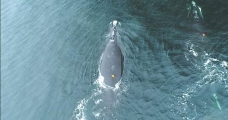 North Atlantic right whales feed closer to surface increasing collision risk: study North Atlantic right whales feed closer to surface increasing collision risk: study