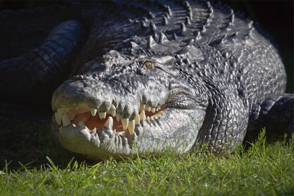 Perth Zoo has a resident estuarine (saltwater) crocodile.
