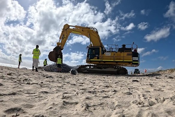 Crews begin the task of removing a 31-tonne whale carcass from City Beach on Wednesday. 