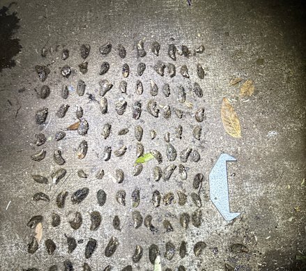Officers  located 139 protected bivalve molluscs and an undersized mud crab in one of three raids on illegal fishing businesses in Brisbane, the Gold Coast, and Moreton Bay.