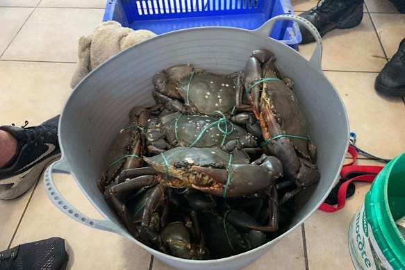 Mud crabs seized in Brisbane.