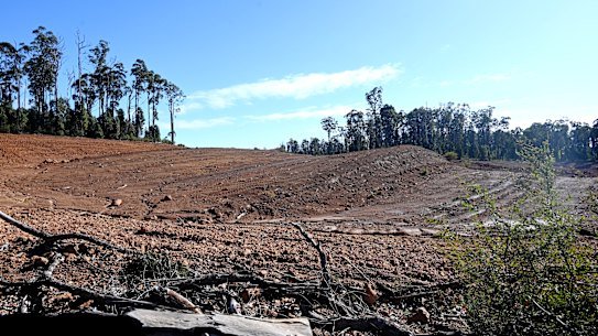 Some of the forest cleared for Alcoa’s Willowdale mine is easily seen from public roads.