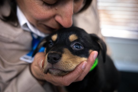 The Lost Dogs’ Home chief executive Tanya Drakopoulos with a kelpie puppy at the shelter. 