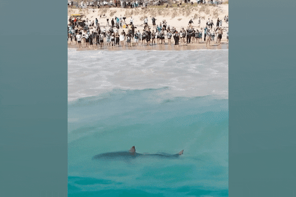 A great white shark swims close to a beached whale carcass as hundreds of spectators look on in City Beach.