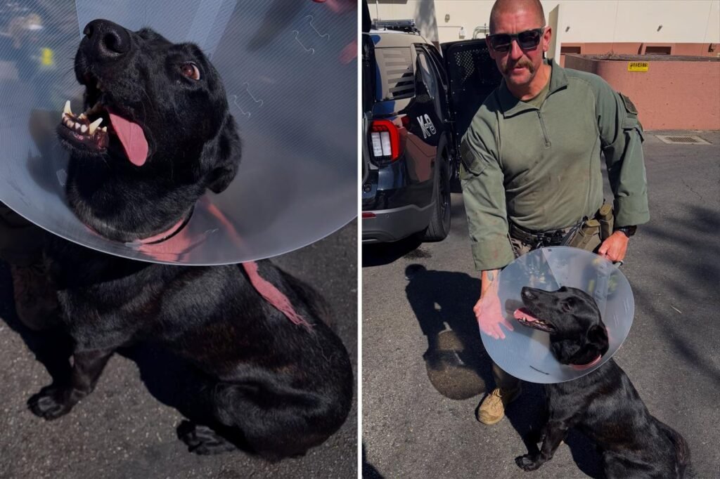 Police K-9 bloodied after sinister felon bites off part of its ear during dangerous takedown
