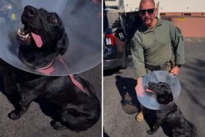 Police K-9 bloodied after sinister felon bites off part of its ear during dangerous takedown