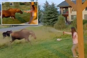 Montana woman uses bear spray to save her 3 dogs from moose ambush, wild video shows Montana woman uses bear spray to save her 3 dogs from moose ambush, wild video shows