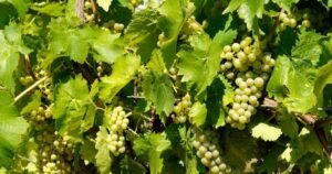 Ontario’s alcohol industry bracing for U.S. import ban after early trade war gains Ontario’s alcohol industry bracing for U.S. import ban after early trade war gains