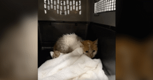 Montreal cat returns home after 2 weeks on loose at Toronto Pearson airport