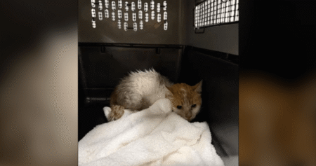 Montreal cat returns home after 2 weeks on loose at Toronto Pearson airport Montreal cat returns home after 2 weeks on loose at Toronto Pearson airport
