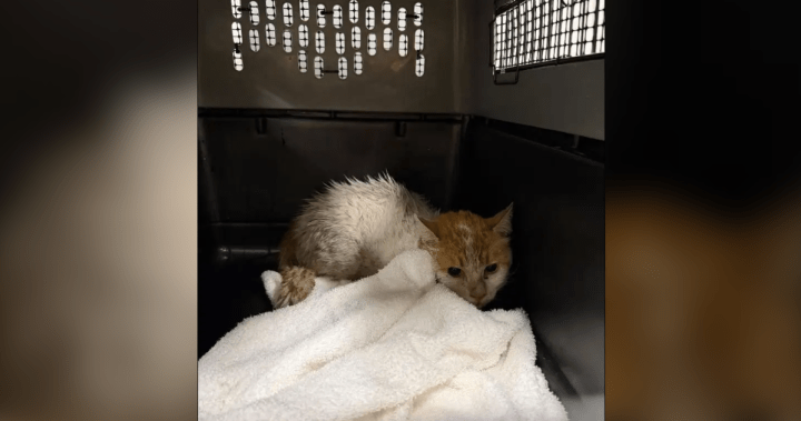 Montreal cat returns home after 2 weeks on loose at Toronto Pearson airport Montreal cat returns home after 2 weeks on loose at Toronto Pearson airport