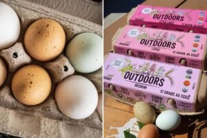 California farm issues urgent egg recall over salmonella fears California farm issues urgent egg recall over salmonella fears
